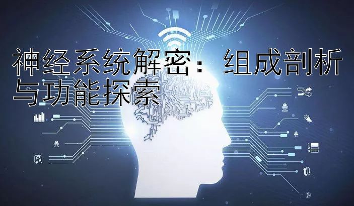 神经系统解密：组成剖析与功能探索